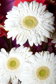 Chrysanthemum. Macro photo of the white flower