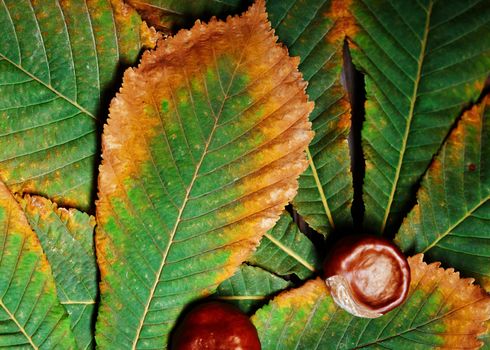 Chestnuts on the leaf. Close-up