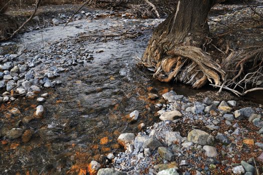 River bed with rocky stones and old tree. Kent, England