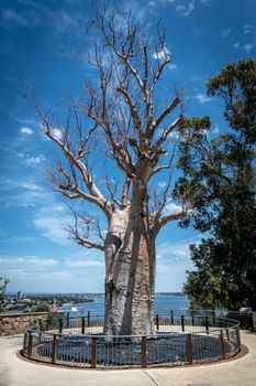 Adansonia digitata alias Baobab tree without leafs in Kingspark of Perth in Western Australia
