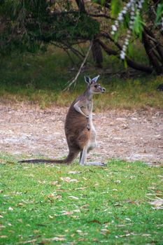 Australian Kangaroo standing in an upright position in Australia