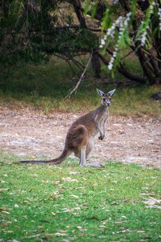 Australian Kangaroo standing upright with long tail on ground in Western Australia