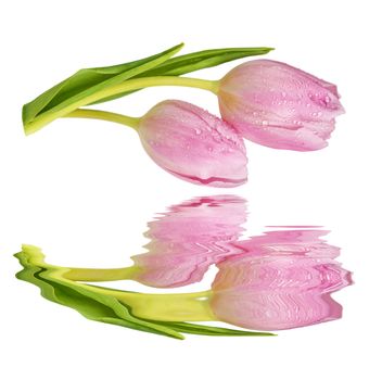 Two fresh pink tulips flowers covered with dew drops close-up isolated on white background reflected in a water surface with small waves