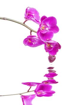 Beautiful pink orchid flowers close-up isolated on a white background reflected in a water surface with small waves