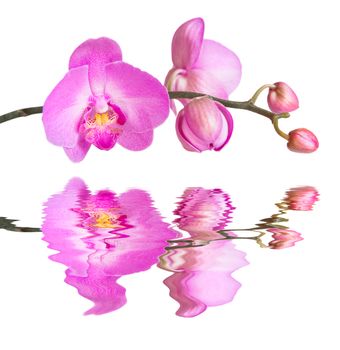 Purple phalaenopsis orchid flowes isolated on white background, close-up, reflected in a water surface with small waves