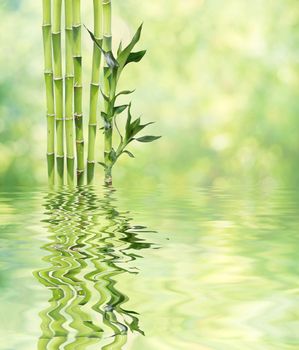 Several stem of Lucky Bamboo (Dracaena Sanderiana) with green leaves reflected in a water surface with small waves, on natural background, with copy-space