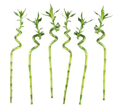 Set of separate stems of Lucky Bamboo (Dracaena Sanderiana) twisted in a spiral shape with green leaves, isolated on white background