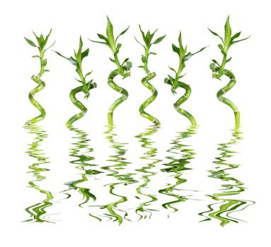 Set of separate stems of Lucky Bamboo (Dracaena Sanderiana) twisted in a spiral shape with green leaves, isolated on white background, reflected in a water surface with small waves

