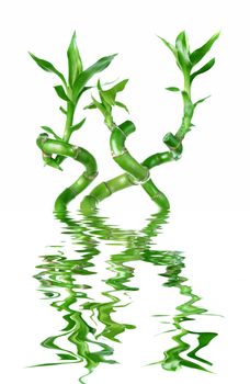 Three houseplant stem of Lucky Bamboo (Dracaena Sanderiana) with green leaves, twisted into a spiral shape, isolated on white background reflected in a water surface with small waves
