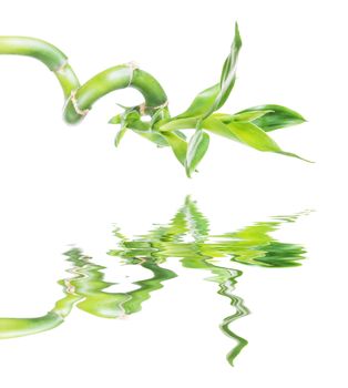 Single houseplant stem of Lucky Bamboo (Dracaena Sanderiana) with green leaves, twisted into a spiral shape, isolated on white background, reflected in a water surface with small waves