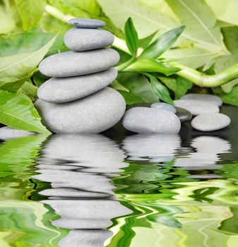 Spa concept with gray basalt massage stones and lush green foliage on a black background reflected in a water surface with small waves