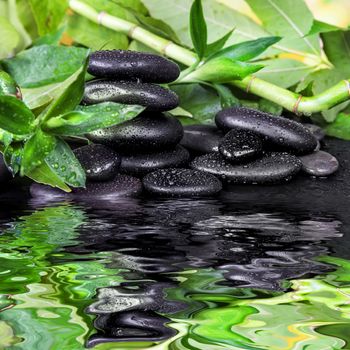 Spa concept with black basalt massage stones and lush green foliage covered with water drops on a black background reflected in a water surface with small waves
