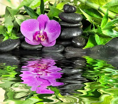 Spa concept with black basalt massage stones, pink orchid flower and lush green foliage covered with water drops on a black background reflected in a water surface with small waves
