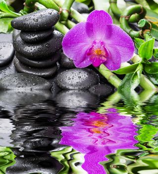 Spa concept with black basalt massage stones, pink orchid flower and lush green foliage covered with water drops on a black background, reflected in a water surface with small waves