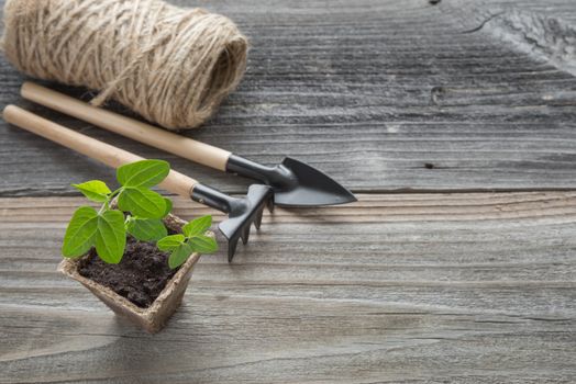 Concept of gardening: green shoots of seedlings in a peat pot, rake and shovel on a wooden background, with space for text