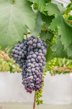 Bunches of ripe grapes before harvest in the vineyard