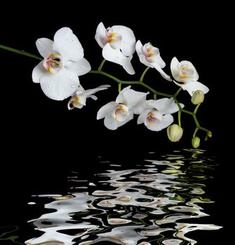 White orchid phalaenopsis flower covered with water drops, isolated on a black background reflected in a water surface with small waves