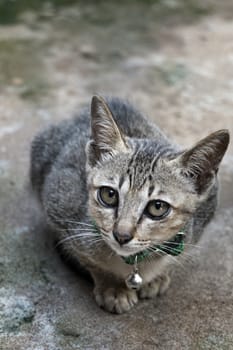 Portrait of kitten cat lying on the floor