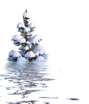 Christmas tree covered with fluffy snow reflected in the water surface with small waves isolated on white background, copy-space