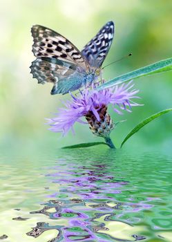 Butterfly silverspot on purple flower against the green grass reflected in the water surface with small waves