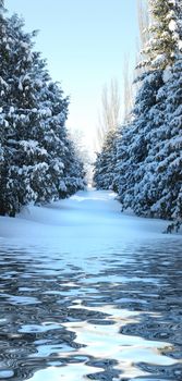 Snow-covered spruce alley on a sunny winter day reflected in the water surface with small waves