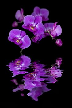 Twig of blossoming orchids isolated on a black background reflected in the water surface with small waves