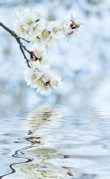 White cherry flowers covered with dew drops against the blue sky reflected in the water surface with small waves