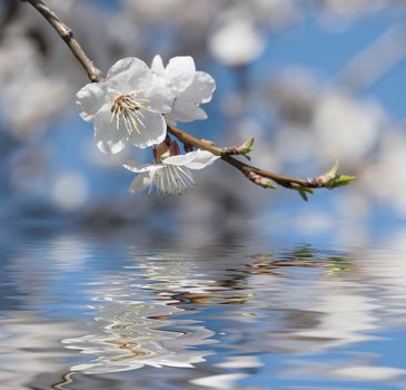 Beautiful white cherry flowers against the blue sky reflected in the water surface with small waves