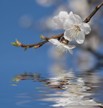 Cherry blossoms covered dew drops against the blue sky reflected in the water surface with small waves