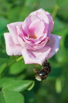 Large furry bumblebee resting on a beautiful pink rose flower in the morning garden