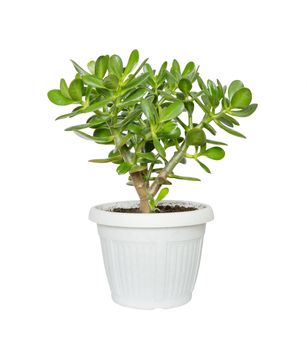 House plant Crassula flower, succulent plant in a flower pot isolated on a white background