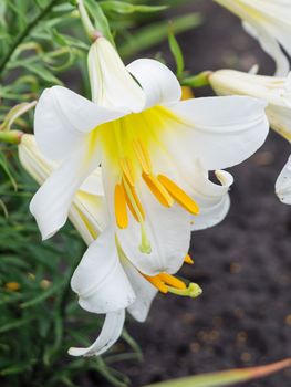 Several large flowers of beautiful white tubular lilies outdoors close-up