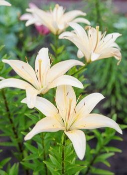 Many beautiful large flowers of light yellow lilies outdoors close-up
