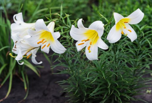 Several large flowers of beautiful white tubular lilies outdoors