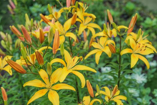 Many large flowers of saturated yellow spotted lilies outdoors close-up