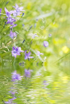 Blue bellflower on the sunny meadow reflected in the water surface with small waves