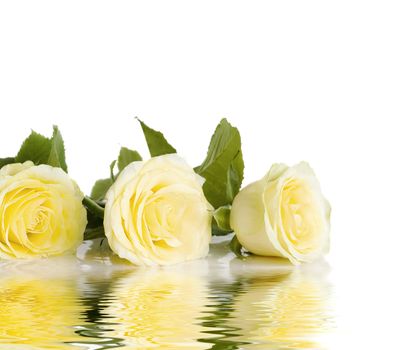 Three yellow roses in a row isolated on a white background reflected in the water surface with small waves, with space for text