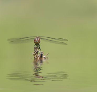 Dragonfly on a dry branch reflected in the water surface with small waves