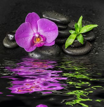 Spa concept with black basalt massage stones, pink orchid flower and lush green foliage covered with water drops on a black background, reflected in a water surface with small waves