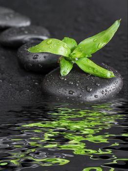 Spa concept with black basalt massage stones arranged chain and green bamboo sprout covered with water drops reflected in the water surface with small waves on a black background