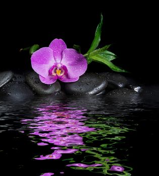 Spa concept with black basalt massage stones, pink orchid flower and lush green foliage covered with water drops reflected in the water surface with small waves on a black background