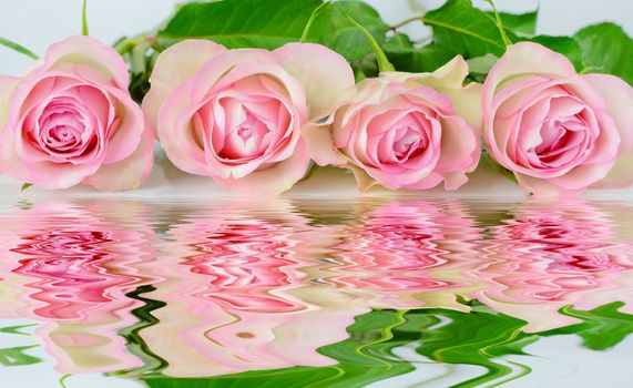 Row of four pink roses reflected in the water surface with small waves