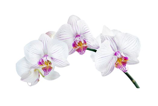 white orchid phalaenopsis on a white background