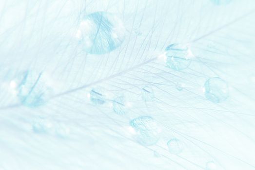 Beautiful background of fluffy blue feather with water drops close-up
