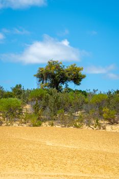 Blooming tree in the desert of Western Australia at the Pinnacles, Australia