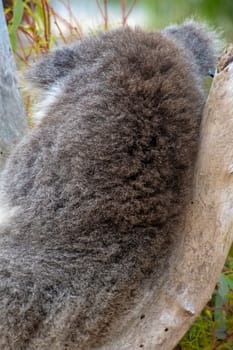 Fur of koala bear on its back in Western Australia sitting in tree