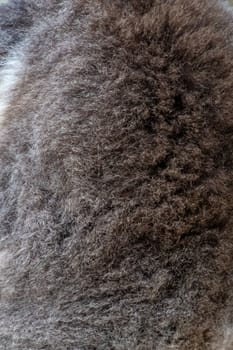 Fur on the back of koala bear in Western Australia