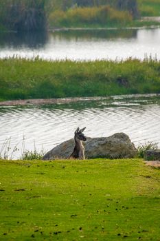 Kangaroo observing surrounding from a dent at Yanchep National Park West Australia