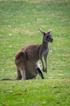 Kangaroo with joey in mothers pouch in Western Australia