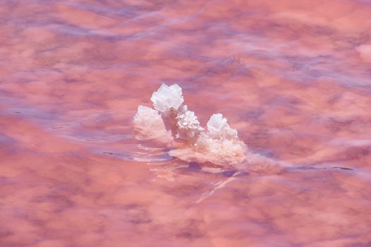 Salt crystals in pink water at the beach of the Pink Lake next to Gregory in West Australia